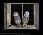 Barn Owls by Sue Hartley, RR Derby