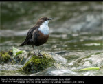 Dipper On The River Lathkill by James Sidgwick, RR Derby