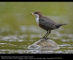 Dipper With Catch by Gordon Rae, Dumfries