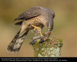 Female Sparrowhawk With Goldfinch by Jamie Macarthur, RR Derby