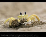 Ghost Crab Excavating Burrow by Gianpiero Ferrari, RR Derby