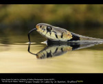 Grass Snake On Lake by Jo Banton, Stafford