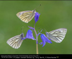 Green-veined Whites by Tony North, S.Manchester