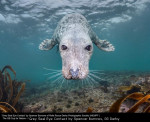 Grey Seal Eye Contact by Spencer Burrows, RR Derby