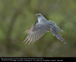 Male Cuckoo Coming In To Land by Stephen Hatch, Nomad