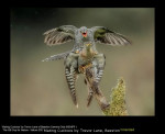 Mating Cuckoos by Trevor Lane, Beeston