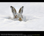 Mountain Hare by Brian Ridgley, Amersham