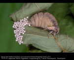 Vapourer Moth Flightless Ovipositing by Trevor Davenport, Southp