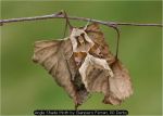Angle Shade Moth by Gianpiero Ferrari, RR Derby