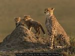 Cheetah with Family by Ian Whiston, Mid Cheshire