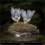 Dipper Fledglings Calling for Food by Brian Stephenson, RR Derby