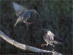 Fighting Starlings by Bill Hall, RR Derby
