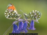 Orange Tips on Bluebell by Neil Humphries, RR Derby