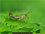 Scorpion Fly by Mike Rowe, Godalming