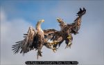 Sea Eagles in Combat by Gary Jones, Mold