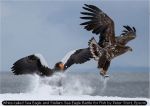 White-tailed Sea Eagle and Stellars Sea Eagle Battle for Fish by Peter Stott, Epsom