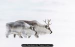 Arctic Reindeers by Tracey Lund, F4