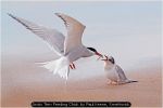 Arctic Tern Feeding Chick by Paul Keene, Smethwick