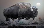 Bison Yellowstone National Park by Peter Stott, Epsom