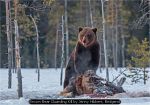 Brown Bear Guarding Kill by Jenny Hibbert, Bridgend