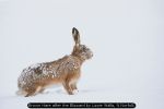 Brown Hare after the Blizzard by Lizzie Wallis, N.Norfolk