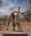 Giraffes Necking by Valerie Walker, N.Norfolk