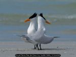 Royal Terns Pas de Deux by Judith Wells, N.Norfolk