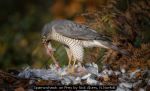 Sparrowhawk on Prey by Nick Akers, N.Norfolk