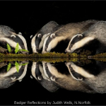 Badger Reflections by Judith Wells, N.Norfolk
