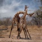 Giraffes Necking by Valerie Walker, N.Norfolk