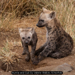 Hyena and Cub by Valerie Walker, N.Norfolk