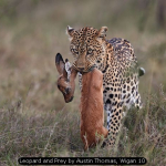 Leopard and Prey by Austin Thomas, Wigan 10