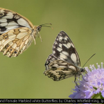 Male and Female Marbled white Butterflies by Charles Whitfield-King, Ipswich