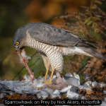 Sparrowhawk on Prey by Nick Akers, N.Norfolk