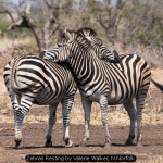 Zebras Resting by Valerie Walker, N.Norfolk