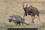 Angry Topi Chasing Hyena by Diana Knight, North Norfolk