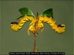 Deaths Head Hawk Moth Larvae by Alan Storey, Poulton le Fylde
