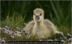 Young Gosling Amongst the Daisies by Amanda Cunningham, bh