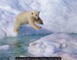 Young Polar Bear by Bob Johnson, North Norfolk