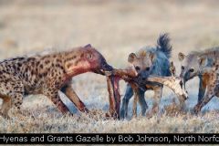 3 Hyenas and Grants Gazelle by Bob Johnson, North Norfolk