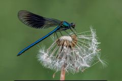 Banded Demoiselle at Ten to Eight by Alan Storey, Poulton le Fylde