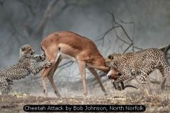 Cheetah Attack by Bob Johnson, North Norfolk