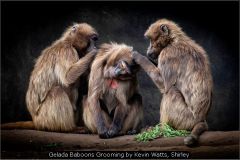 Gelada Baboons Grooming by Kevin Watts, Shirley