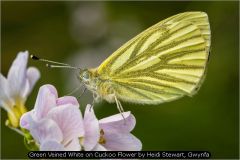 Green Veined White on Cuckoo Flower by Heidi Stewart, Gwynfa