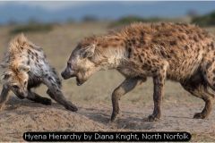 Hyena Hierarchy by Diana Knight, North Norfolk