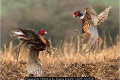 Pheasants Fighting by Diana Knight, North Norfolk
