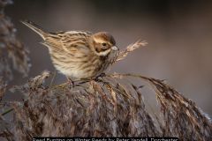 Reed Bunting on Winter Reeds by Peter Yendell, Dorchester