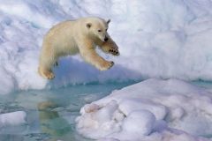 Young Polar Bear by Bob Johnson, North Norfolk