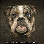 Winston by Janet Wilson-Chalon, Mold