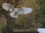 Barn Owl Hunting by Jamie MacArthur, Rolls Royce Derby